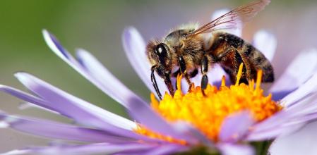 Las abejas que descubren fuentes de alimentos regresan a la colmena y comunican su posición con movimientos específicos