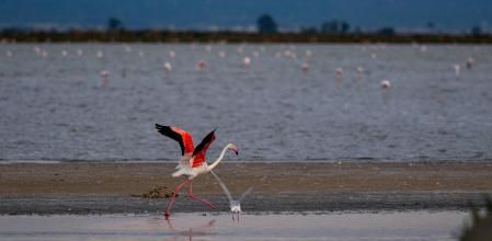 El flamenco, uno de los emblemas del parque natural, junto a las salinas de la Trinitat
