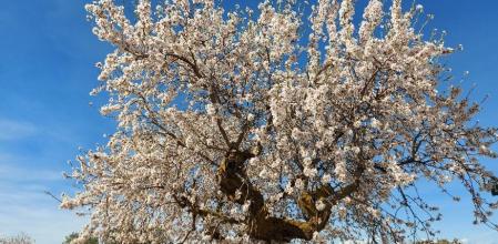 Almendro en flor en Guimerà.