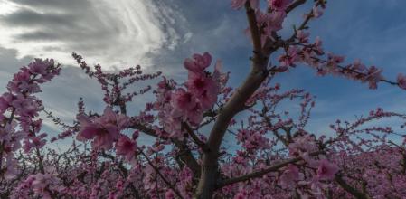 Floración en los campos de Aitona.