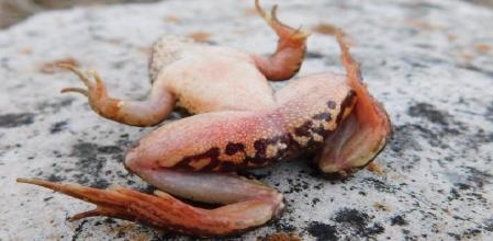 El 'Batrachochytrium dendrobatidis' es un hongo que provoca una enfermedad mortal en ranas y otros anfibios denominada quitridiomicosis .