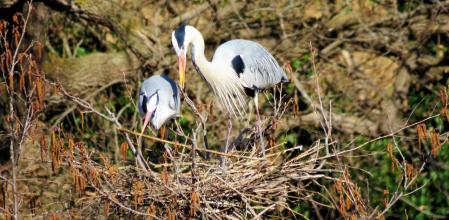 Garza real en La Gleva.