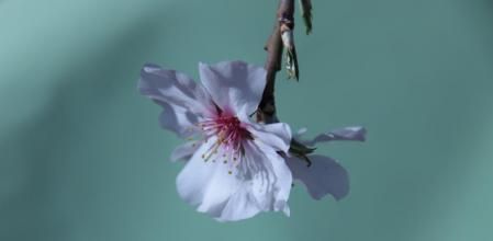 El espectáculo de la naturaleza en Mas Colom.