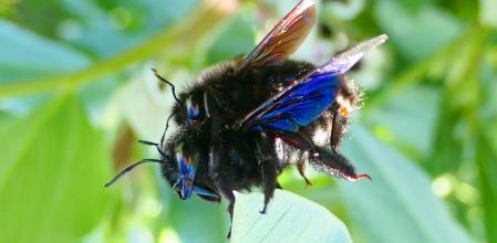 Apareamiento del abejorro azul.