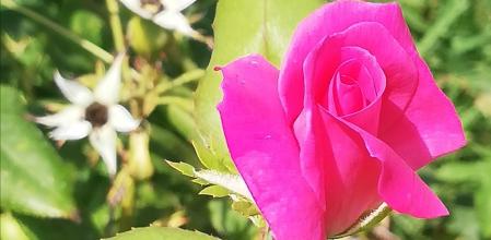 Rosal del parque de Cervantes de Barcelona.