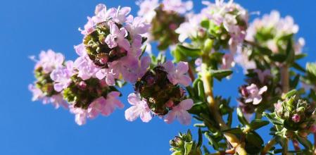 La planta de tomillo en el jardín del monasterio de Pedralbes.