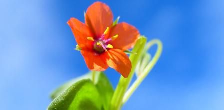 Ejemplar anaranjado de la pimpinela escarlata del jardín del monasterio de Pedralbes, en Barcelona.
