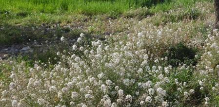 Reto visual: ¿Eres capaz de ver a las dos abejas entre las flores en menos de 30 segundos?