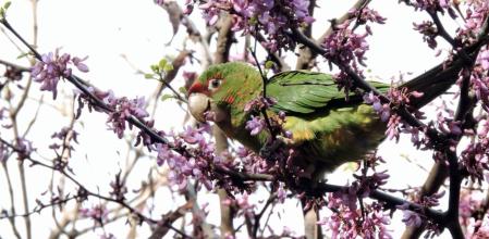 Cotorra saboreando la primavera.