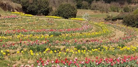Campo de tulipanes en el Berguedà.
