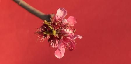 Primavera en los campos de árboles frutales del Tarròs.
