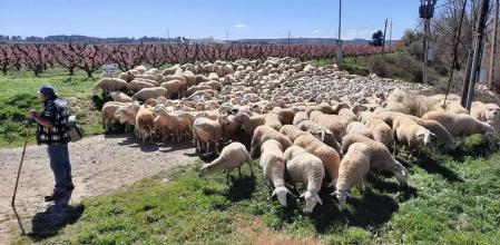 Rebaño en Aitona.
