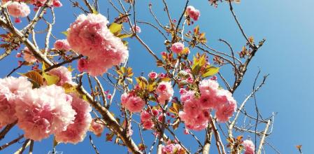 Cerezo en flor en el Park Güell.
