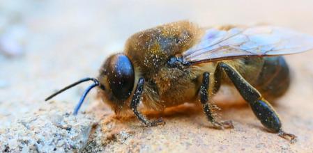 Abeja asiática gigante en el monasterio de Pedralbes de Barcelona.