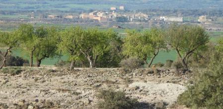 Reto visual: ¿Dónde está el milano real?