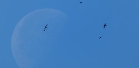 Las golondrinas sobrevolando la luna menguante.