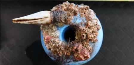 Residuo de plástico recuperado en aguas del Pacífico, con incrustaciones de lapas y percebes  .