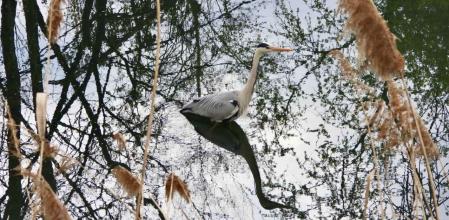Observación de animales en el río Gurri.