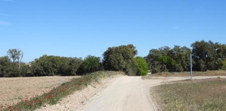 Reto visual: ¿Dónde está la tórtola turca?