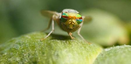 Terellia longicauda.