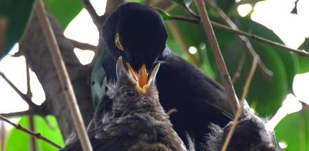 Mirlos en Barcelona.