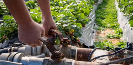 Finca del cultivo de fresas en la zona de regadío al norte de la Corona Forestal de Doñana