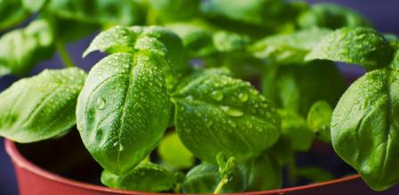 El riego por goteo es un método excelente para ahorrar agua.