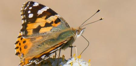 Individuo de mariposa Vanessa, también conocida como Vanessa índica canaria.