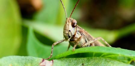 Detalle en primer plano de la cara del saltamontes de campo común.