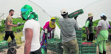 Recolectores trabajando en la campaña de recogida de la fresa