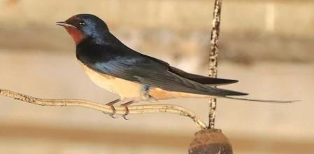 Golondrina en Vilanova de Sau.
