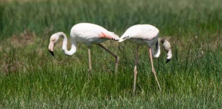 Aiguamolls de l'Empordà.