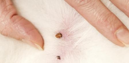 Es importante retirar la garrapata entera con sumo cuidado.