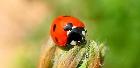 En su última fase, convertida en una preciosa mariquita.