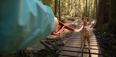 First person perspective of dog walker with Vizsla dog.  North Vancouver, British Columbia, Canada