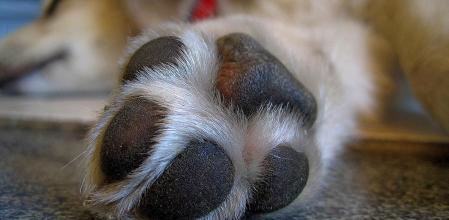 Debes mantener las almohadillas de tu perro hidratadas con una pomada específica.