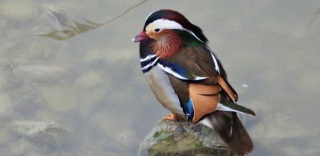 Pato mandarín en el río Mèder, en Vic.