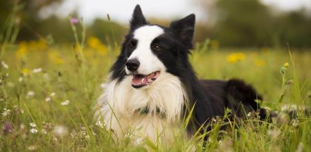 El pelaje les protege de la incidencia del sol y la picadura de parásitos externos.