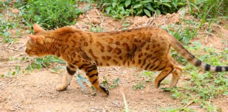 Gato de Bengala en el huerto del monasterio de Pedralbes de Barcelona.