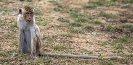 Macaca sinica sinica) juvenile, Bundala National Park, Sri Lanka