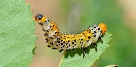 Una oruga antes de hacer la metamorfosis y convertirse en una avispa del rosal.