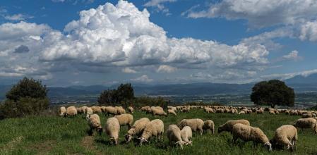 Ovejas pastando en Les Masies de Voltregà.