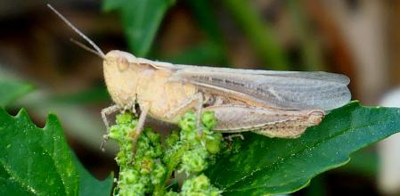 Saltamontes común albino.