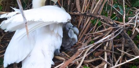 Época de cría de las aves acuáticas en primavera en el lago de Puigcerdà.