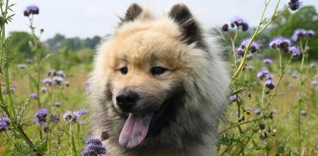 Con el calor aumenta la presencia de parásitos como pulgas, garrapatas y mosquitos.