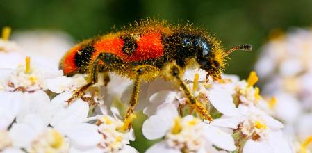 Escarabajo ajedrezado en las flores de perejil bravío del huerto del monasterio de Pedralbes de Barcelona.