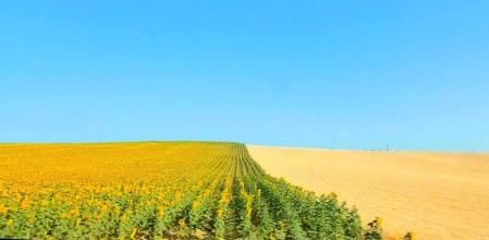 La bella geometría de los campos en Zafra.