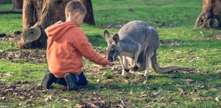 El nuevo estudio analiza la forma juvenil y adulta de los cráneos de más de una veintena de especies de mamíferos, tanto placentarios como marsupiales .