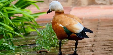 Pato naranja en el claustro del monasterio de Pedralbes.