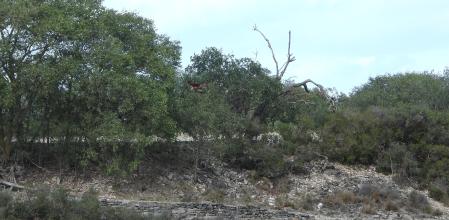 Reto visual: ¿Dónde está la ave?